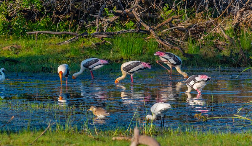 Bundala Bird Sanctuary