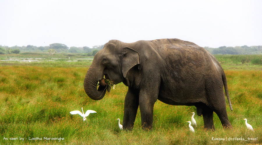Kumana National Park