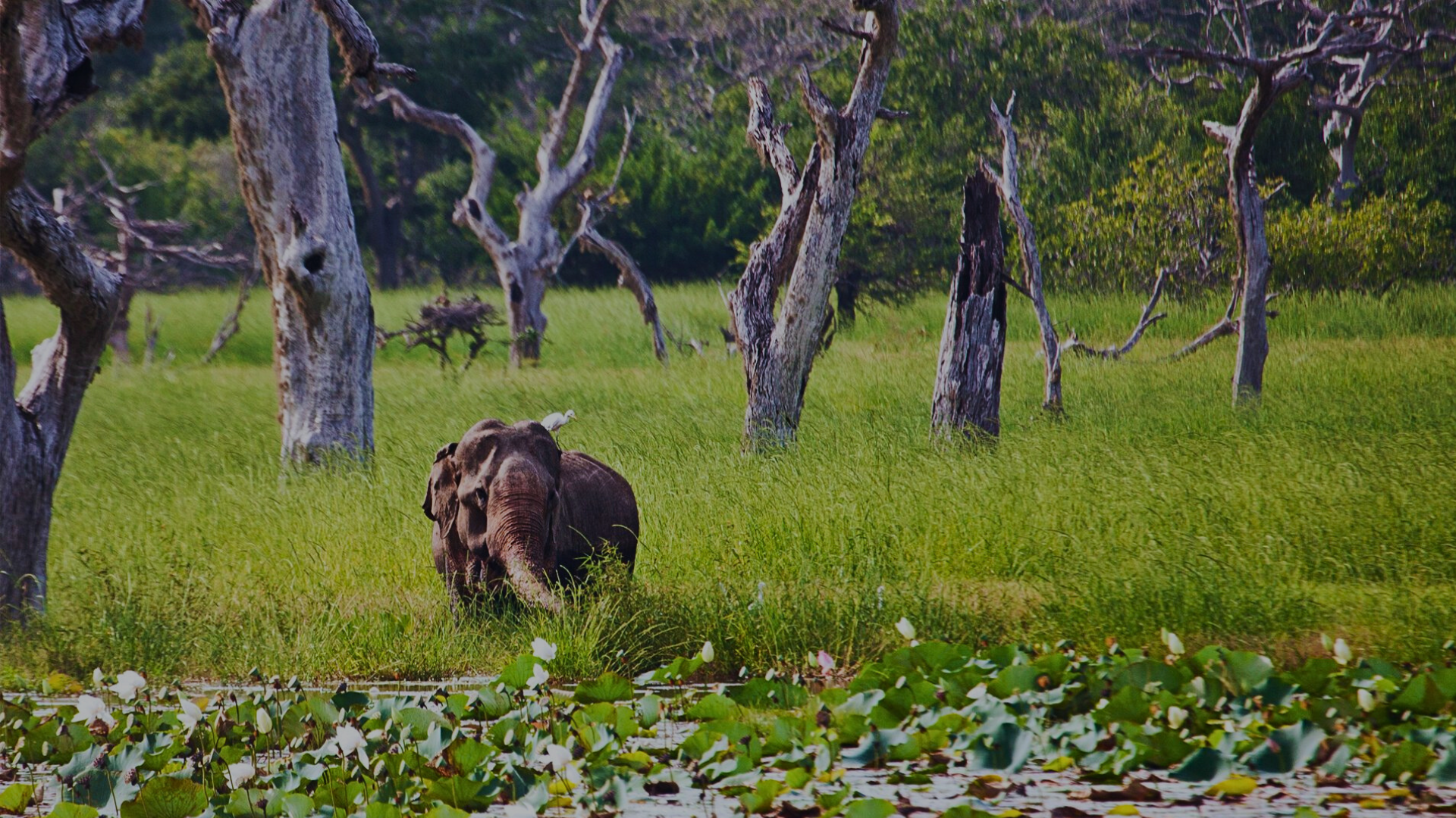 Yala National Park